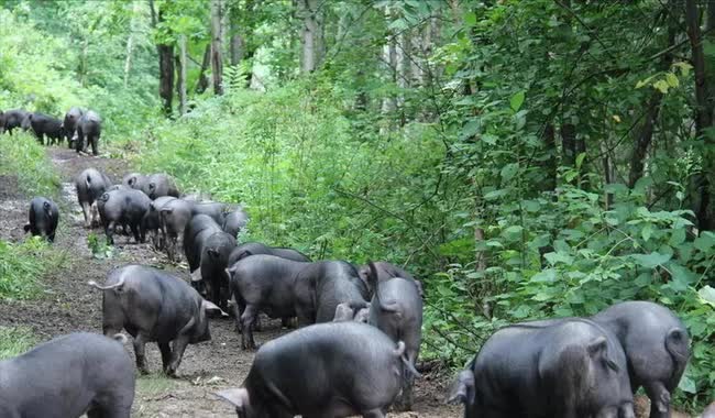 Người đàn ông thế chấp nhà để nuôi lợn chạy bộ, bỏ 200 triệu đồng để mua lợn què, bất ngờ thu chục tỷ chỉ sau vài năm - Ảnh 4.