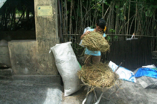 Lấy rơm đi bón ở mảnh vườn trồng rau trước nhà