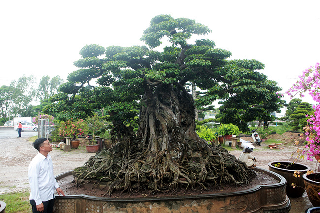 Cộng đồng mạng - Cây cảnh 'Cửu long tranh châu' giá hơn 20 tỷ và những bí ẩn chưa từng tiết lộ (Hình 2).