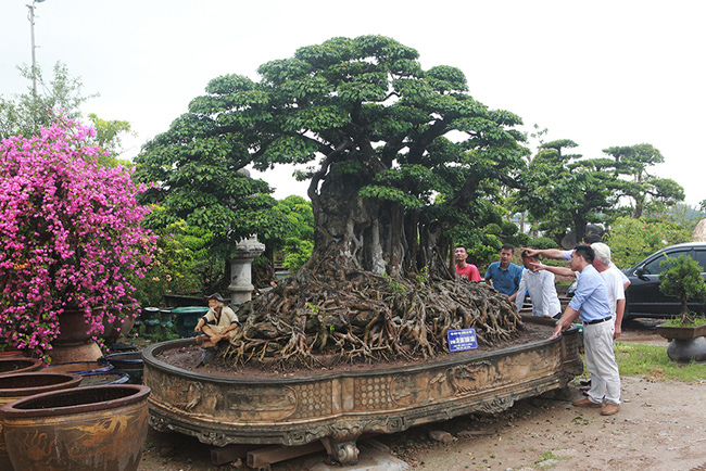 Cộng đồng mạng - Cây cảnh 'Cửu long tranh châu' giá hơn 20 tỷ và những bí ẩn chưa từng tiết lộ (Hình 4).