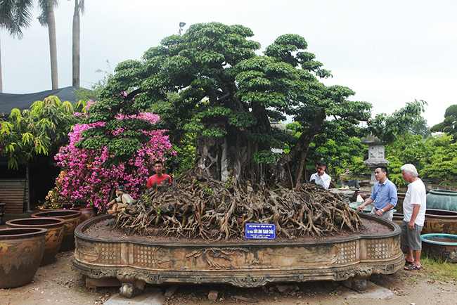 Cộng đồng mạng - Cây cảnh 'Cửu long tranh châu' giá hơn 20 tỷ và những bí ẩn chưa từng tiết lộ